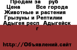 Продам за 50 руб. › Цена ­ 50 - Все города Животные и растения » Грызуны и Рептилии   . Адыгея респ.,Адыгейск г.